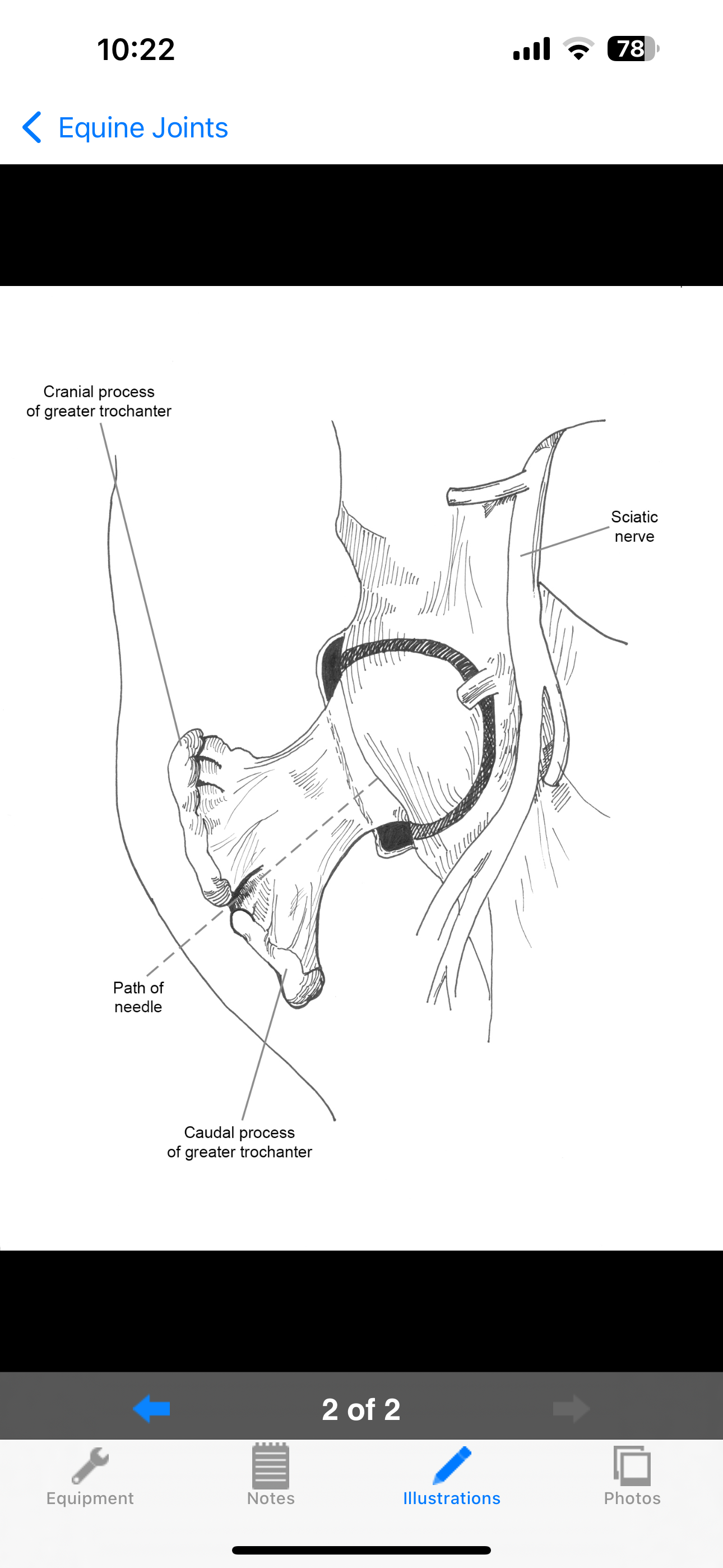 BEVA Equine Joint Injections
