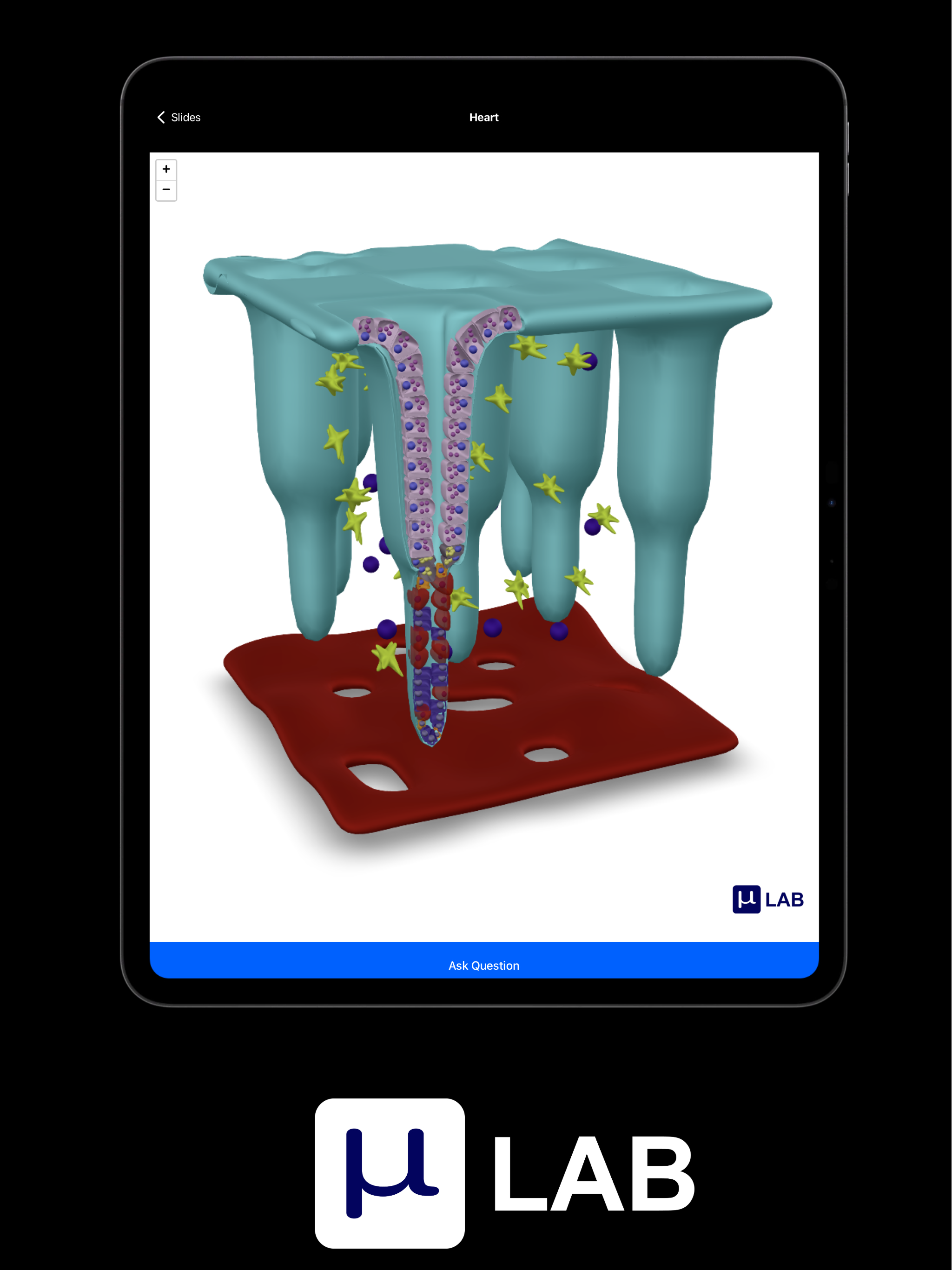 Microlab-Histology Slides & AI