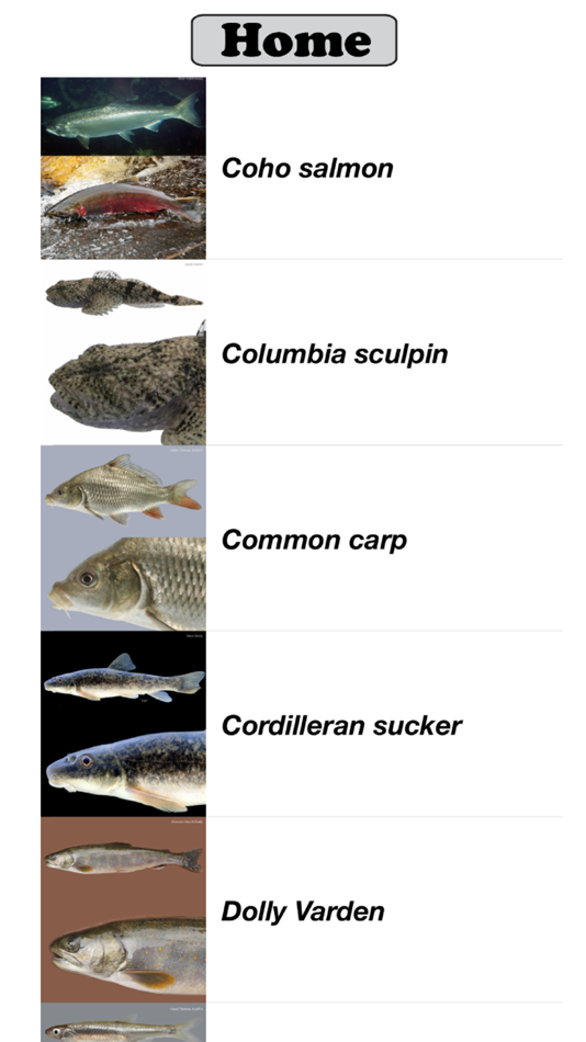 #3. Fish Sorter (iOS) 由: Patrick Martone