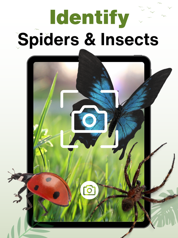 Spider Identifier - AI Scanner
