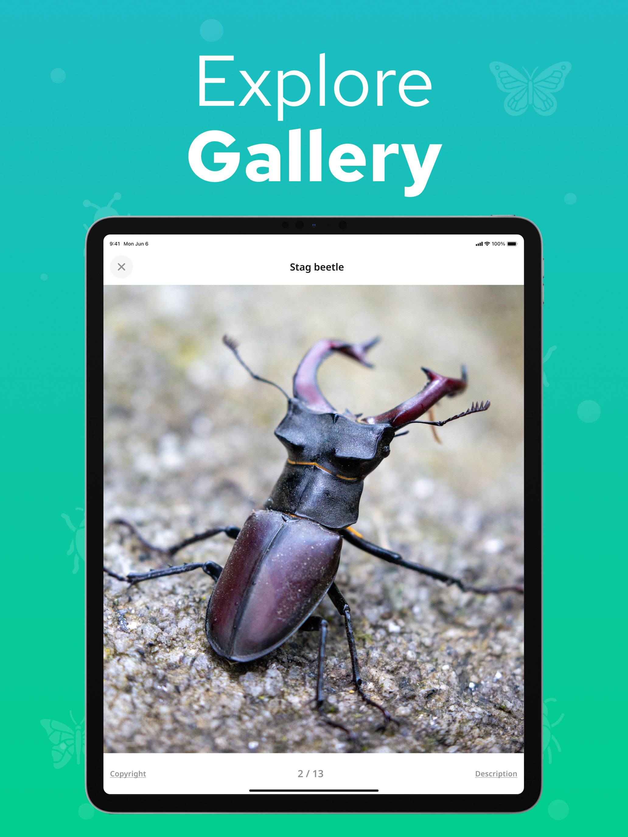 Bug Identifier - Insectium screenshot 12