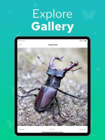 Bug Identifier - Insectium iPad screenshot
