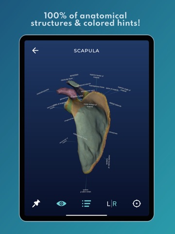 Skelviewer2 iPad screenshot