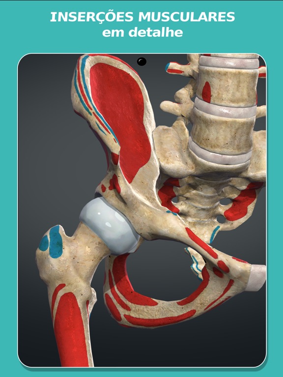 Anatomy Learning - Anatomia 3D iPad screenshot 6