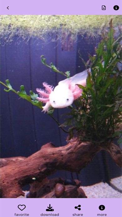 Pink Axolotl Pet :aesthetic 4k Screenshot