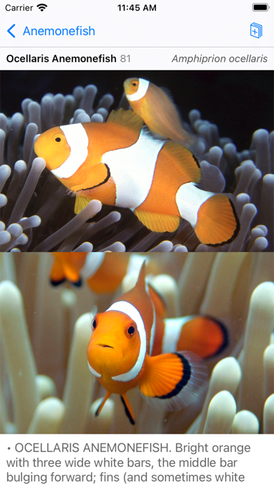 Philippines Fish ID Screenshot