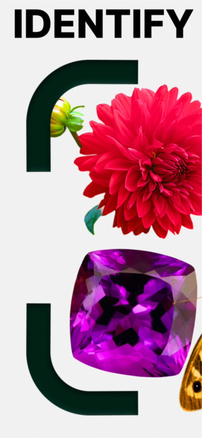 Identify All Plant Rock Art