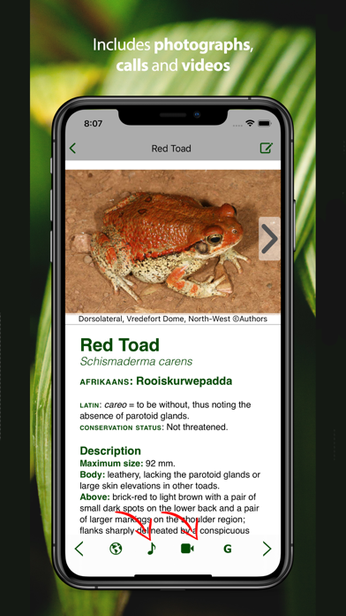 Screenshot #3 pour Frogs of Southern Africa