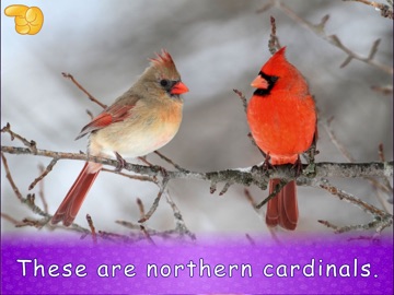 Animal picture games for kids iPad screenshot