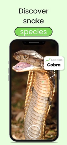 Snake Identifier: Viper ID Screenshot 2 of 4