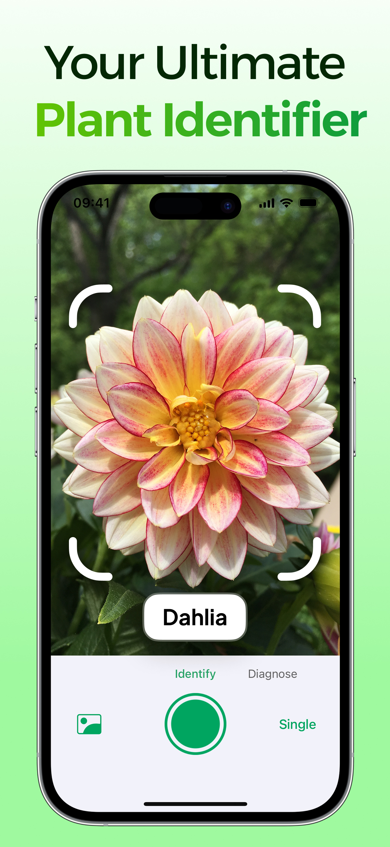 AI Plant Identifier - Plant ID