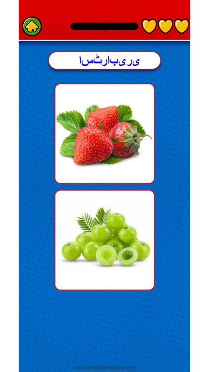 Learn Urdu Flashcards