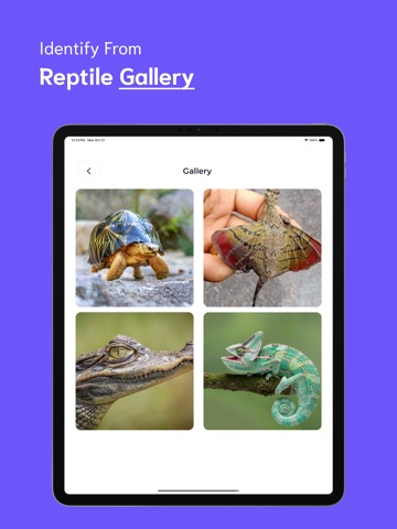 Reptile Identifier - RI iPad screenshot