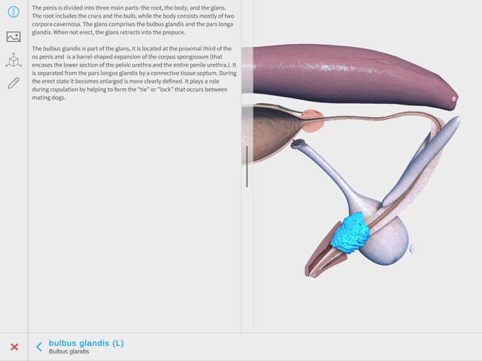 Complete Canine Anatomy 3D