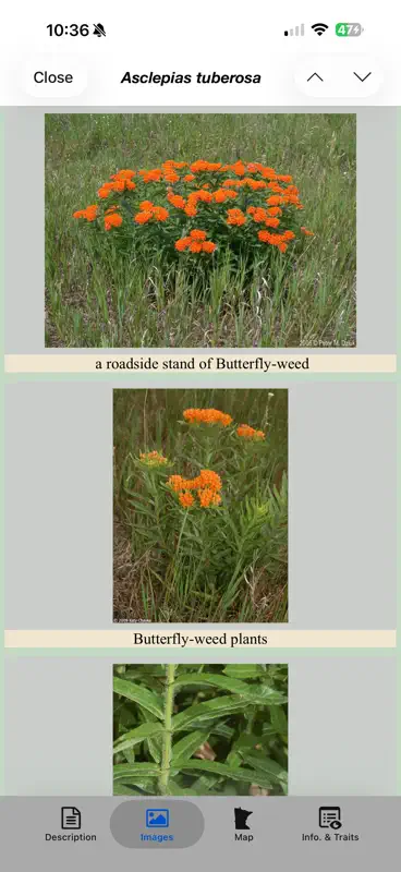 Minnesota Wildflowers Info. screenshot 7 of 10