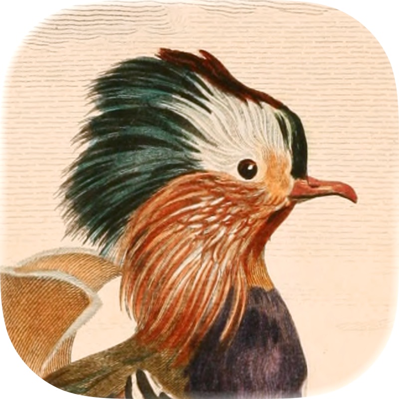 Art of Fauna: Quebra-cabeça screenshot 1