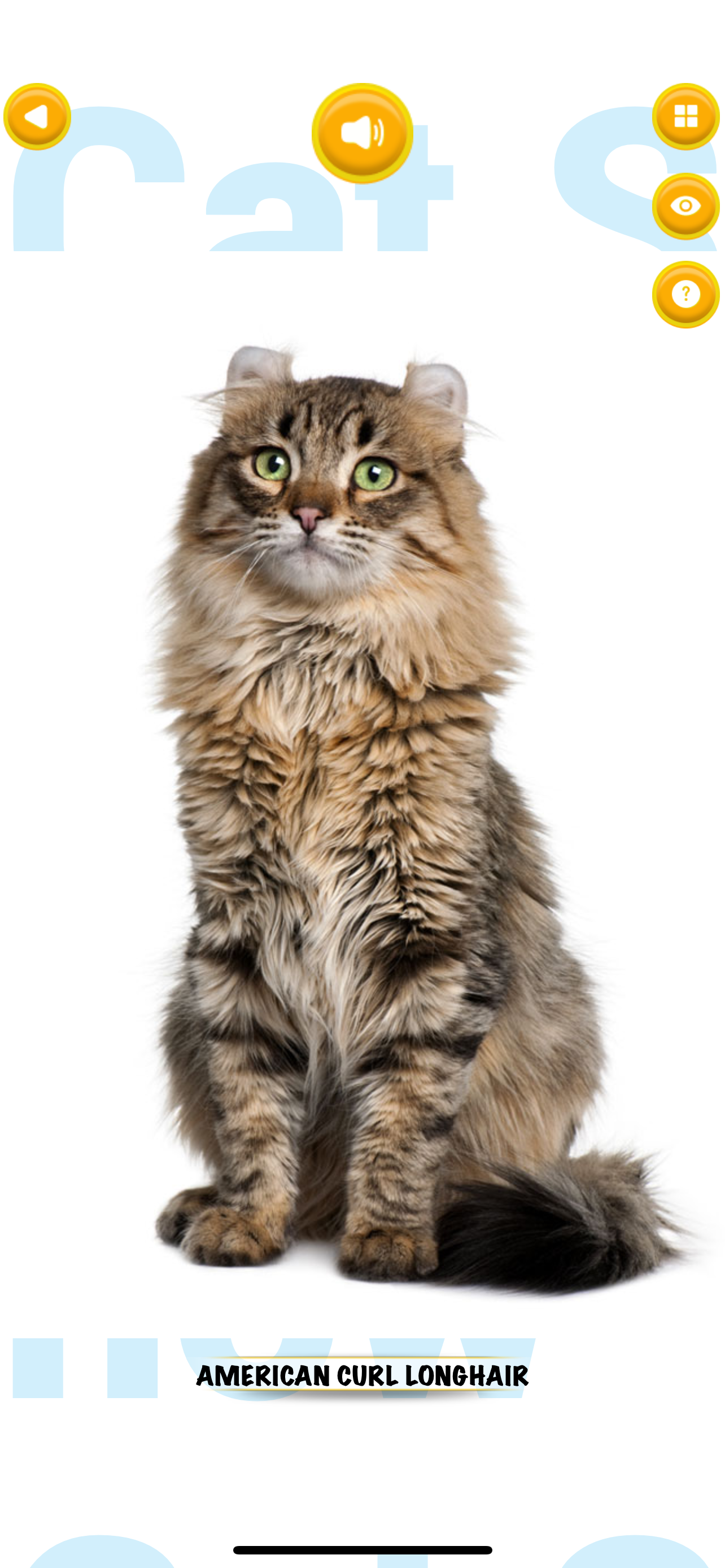 Cat Show 360