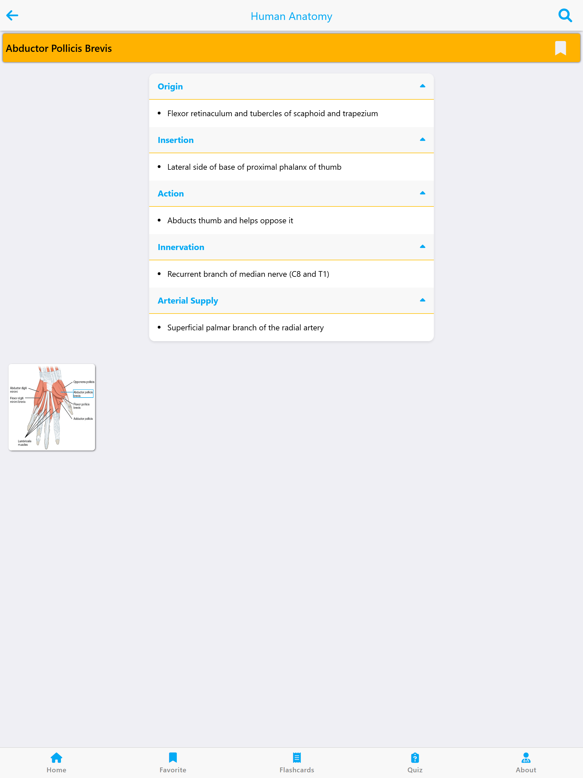Learn Muscles Anatomy