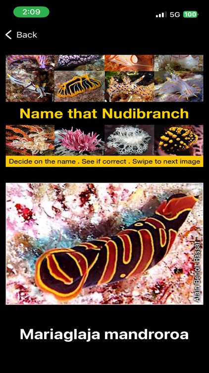 Name that Nudibranch screenshot-3