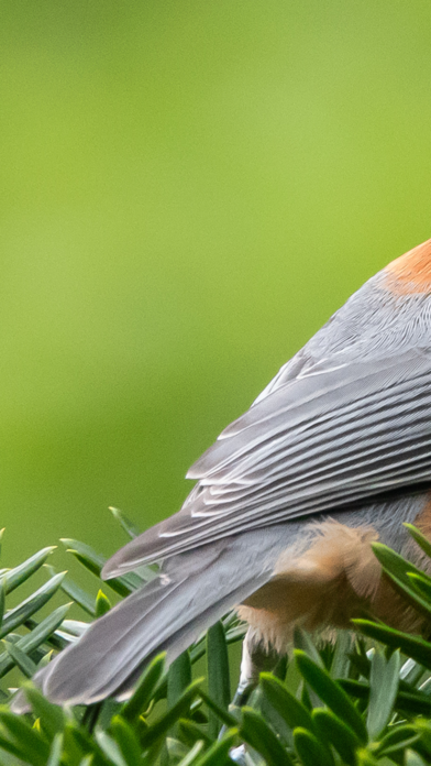 Merlin Bird ID by Cornell Labのおすすめ画像1