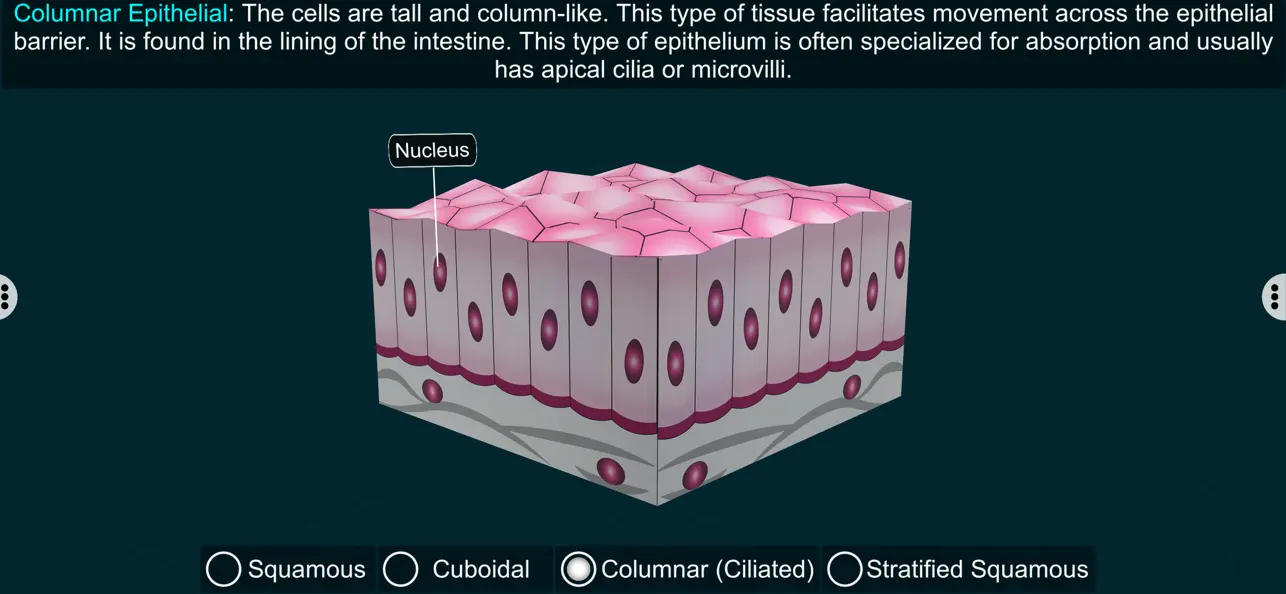 Screenshot #3 pour Epithelial Tissues-EduTech Era
