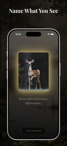 Museum of Attention screenshot