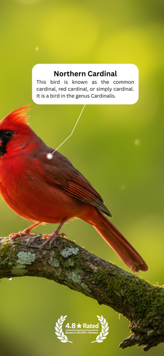 Bird Identifier: AI Scan Screenshot 2 of 8