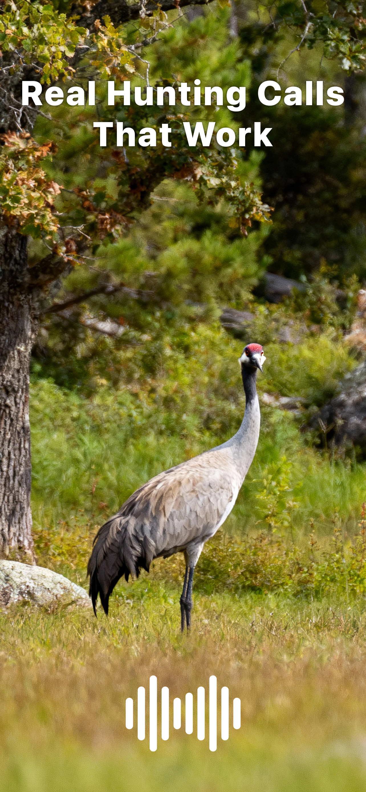 Hunting Calls: Crane