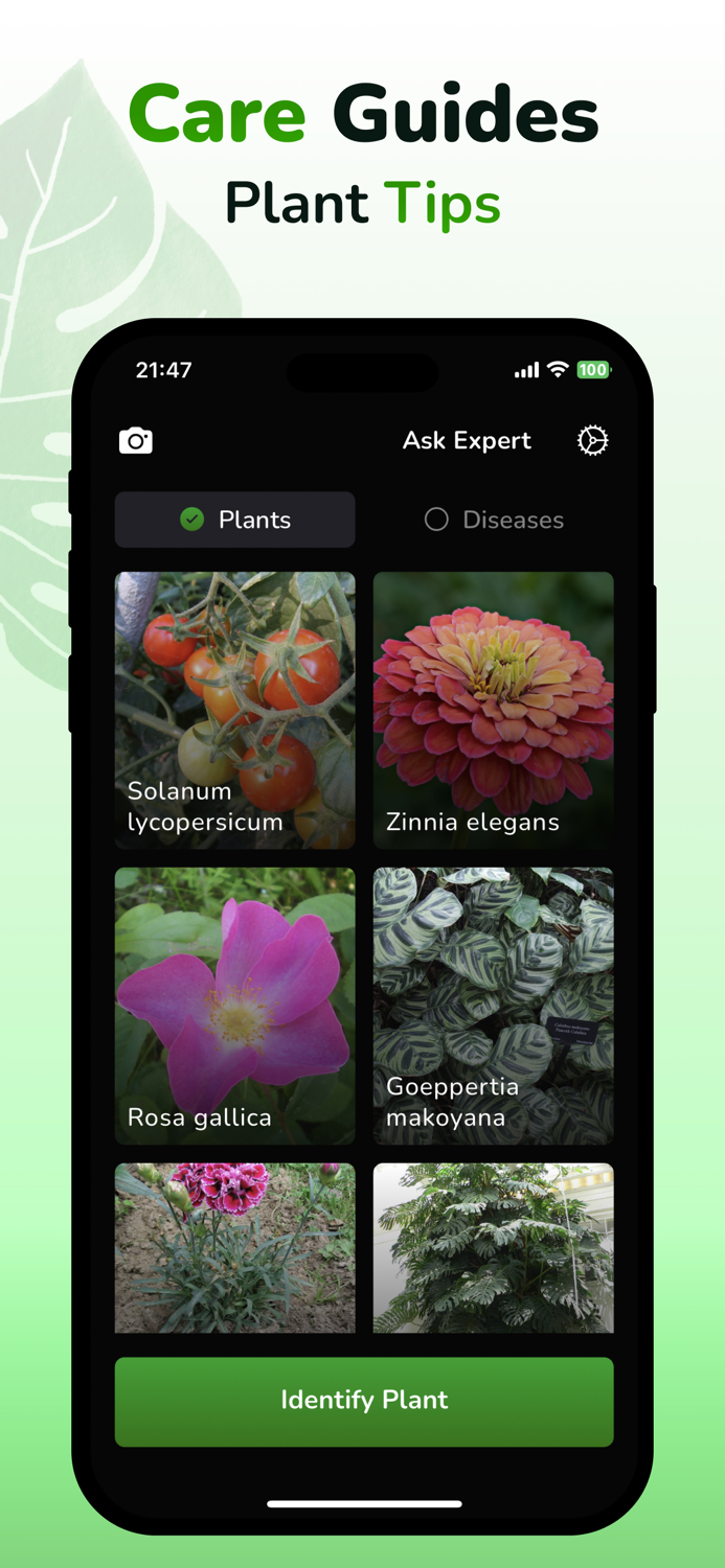 Plant ID and Disease Identifier