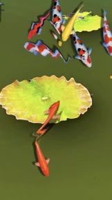 Pond Koi Lite screenshot