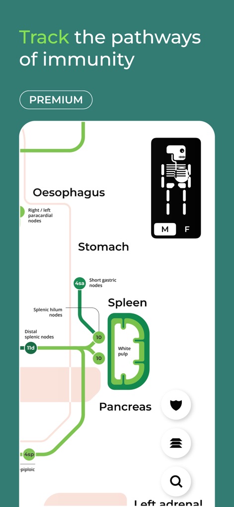Body Map: Anatomy Simplified - Medical App | MWM