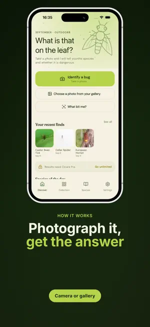 Insect Identifier: Cicara screenshot 2
