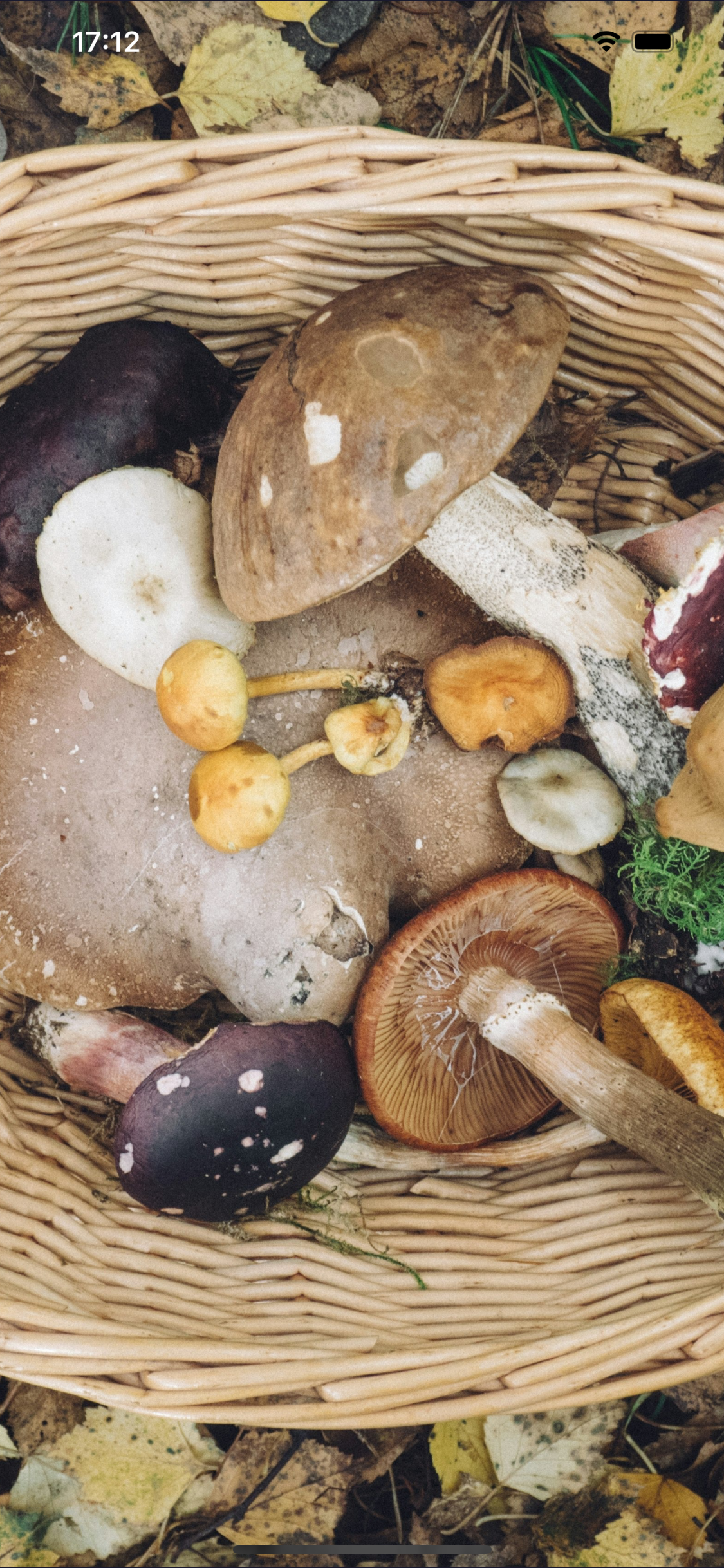 Mushrooms - Photo Identifier
