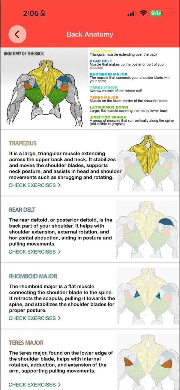 Screenshot #3 pour Muscle Anatomy Guide