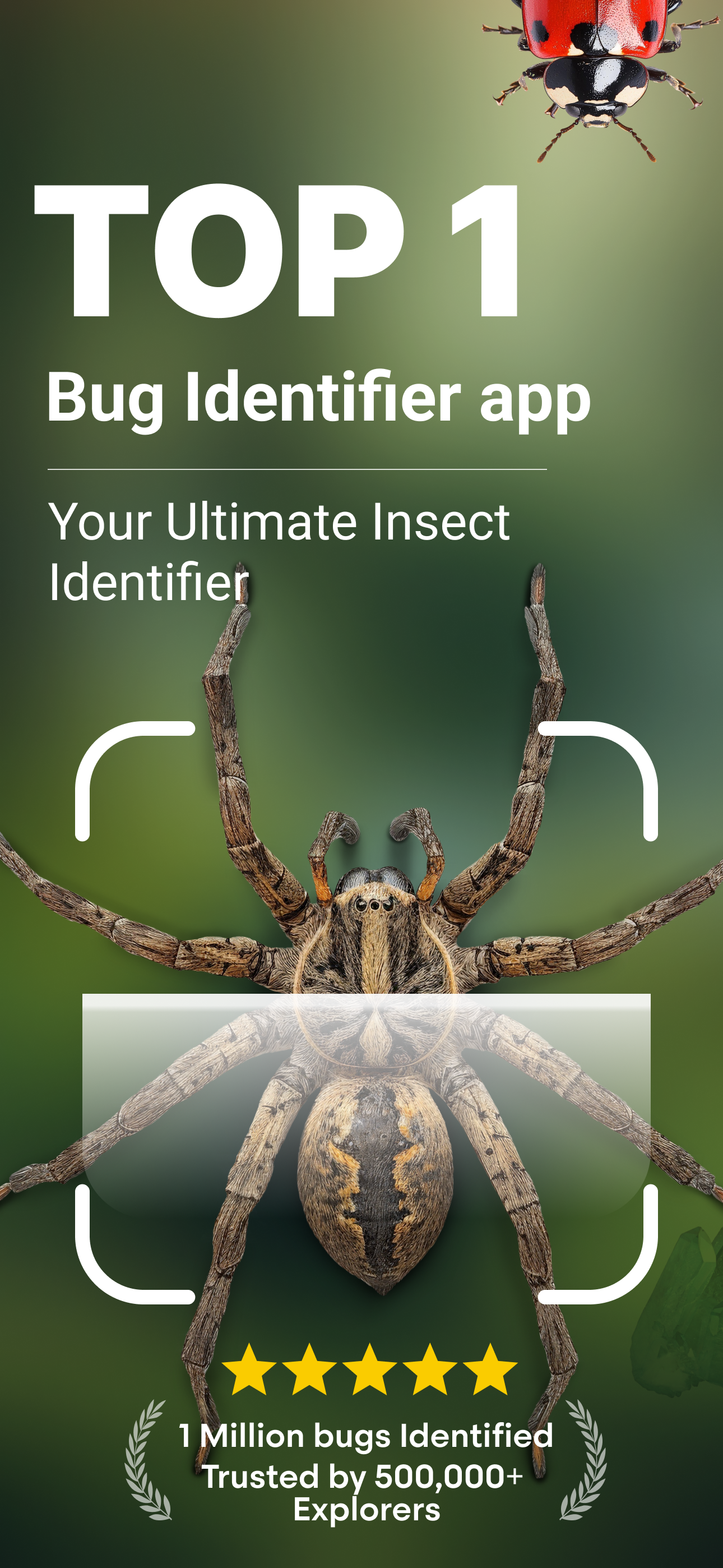 Bug Identifier: Spider Scanner