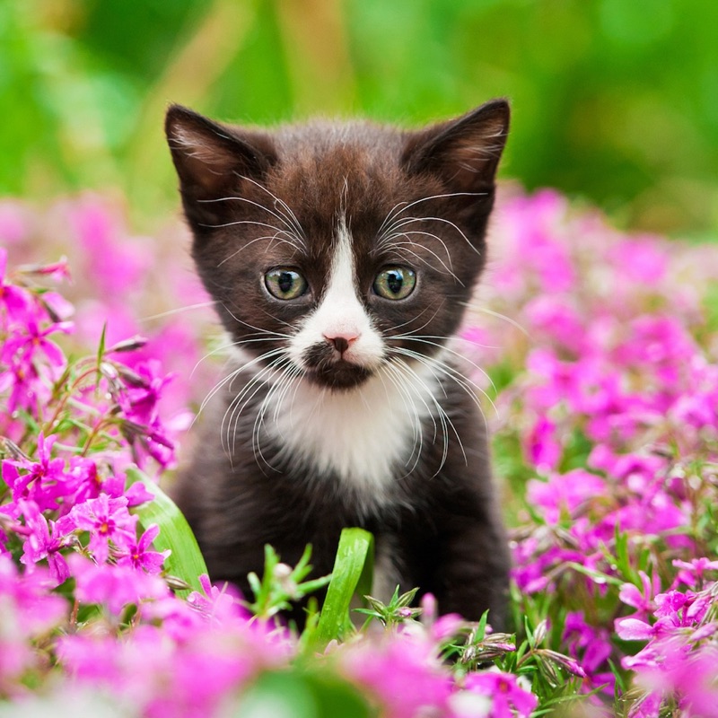 Jigsaw Puzzle Pro screenshot 10