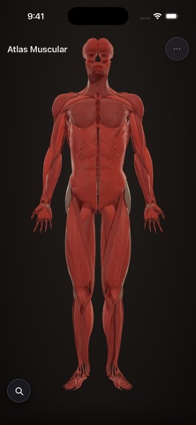 Atlas Muscular screenshot 1
