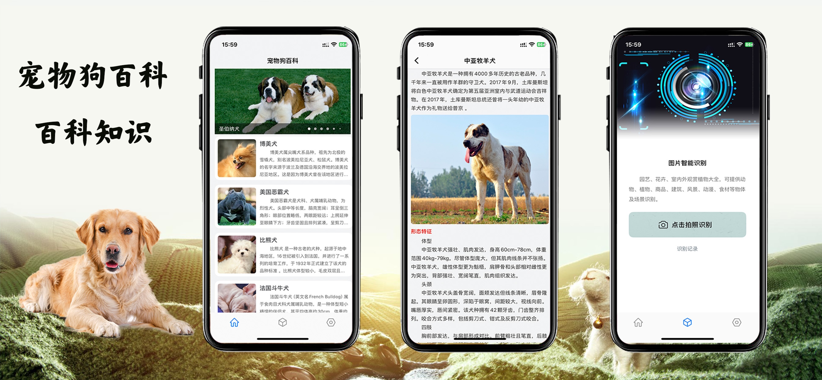打卡宠物狗百科-宠物犬百科知识大全