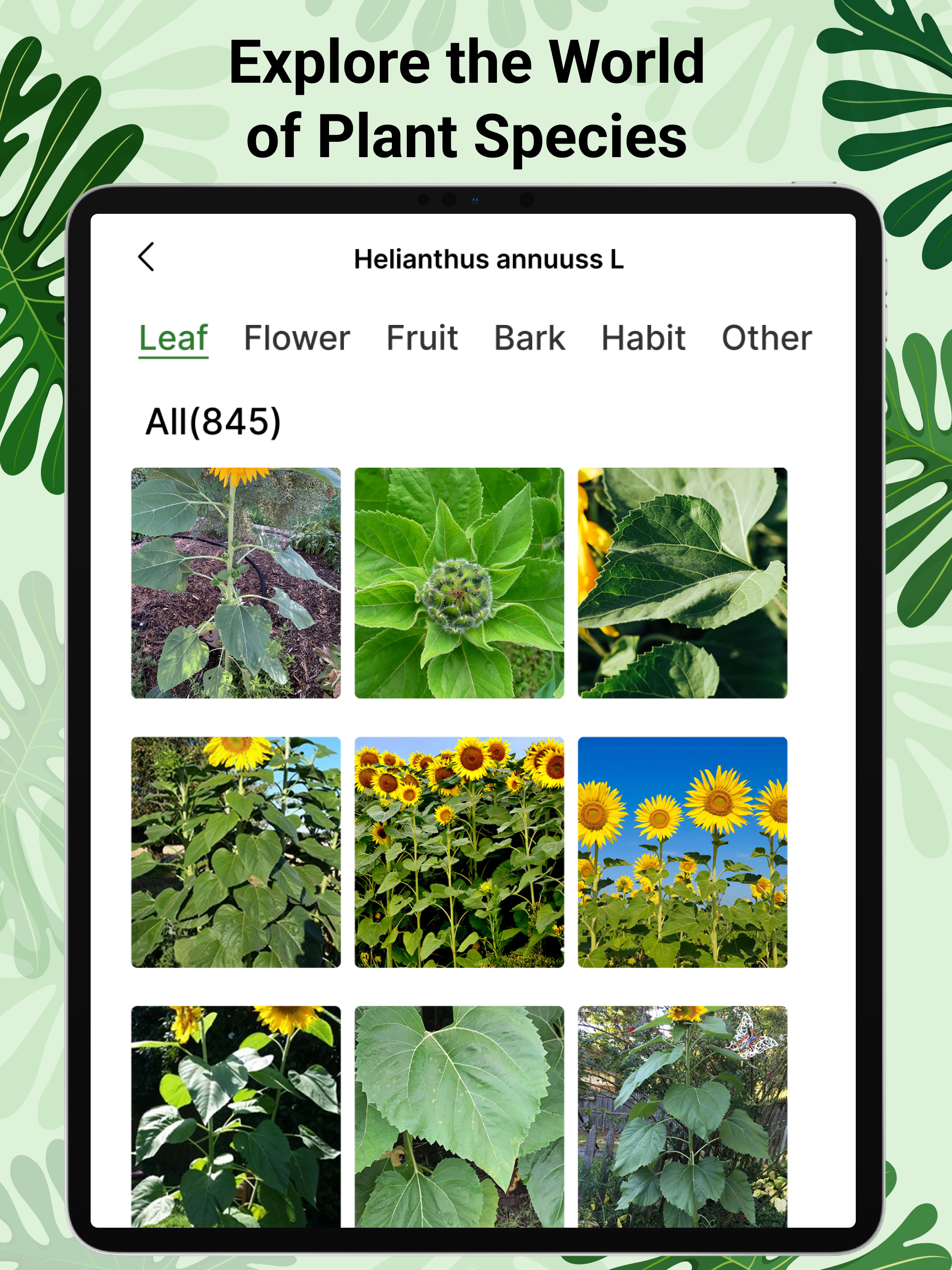 Plant ID: Identify Plants AI screenshot 8