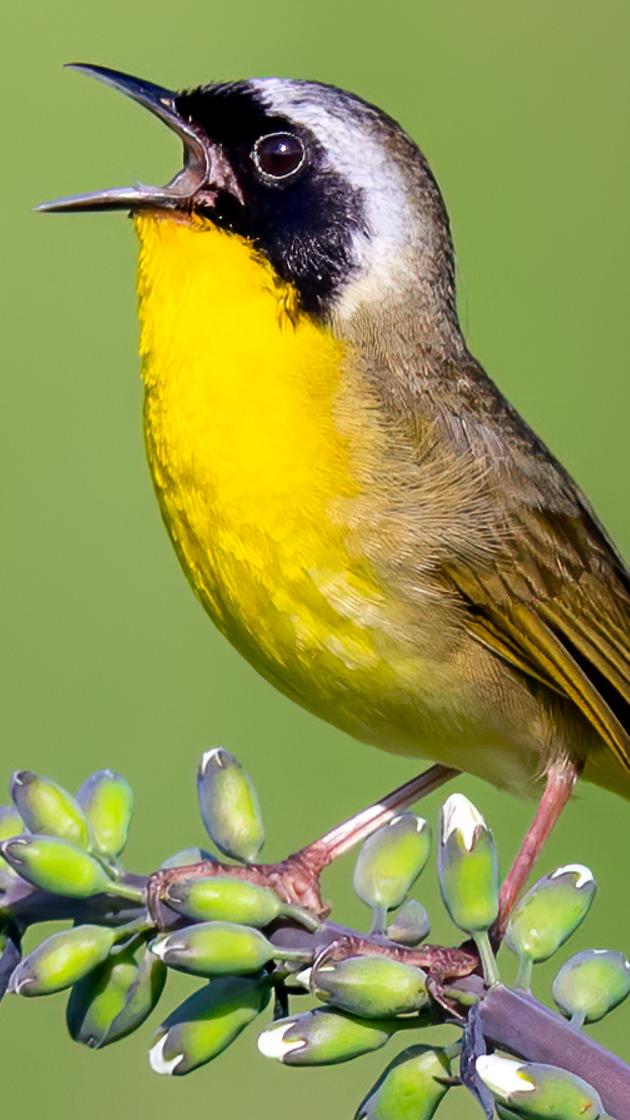 Merlin Bird ID by Cornell Lab screenshot 2