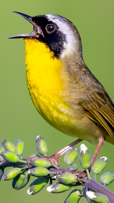 Merlin Bird ID by Cornell Lab Screenshot