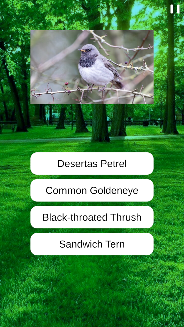 Birds Quiz and Learn