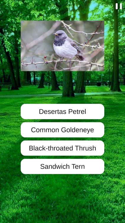 Birds Quiz and Learn screenshot-5