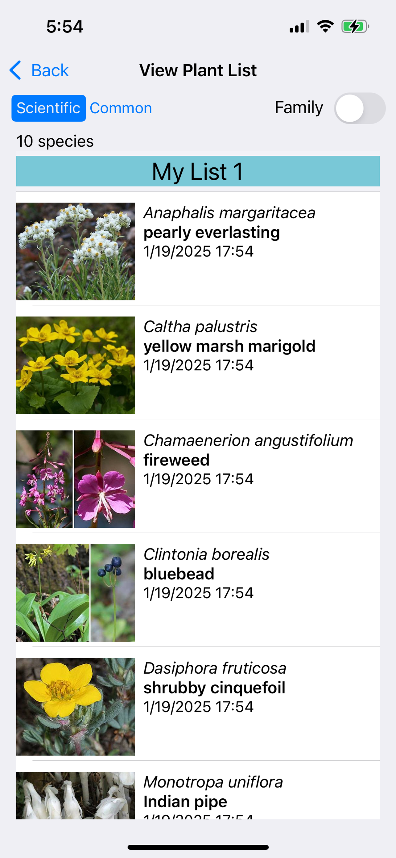 Newfoundland Wildflowers