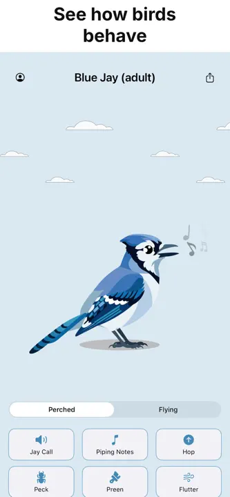 Identify Birds: Screenshot 4 von 10