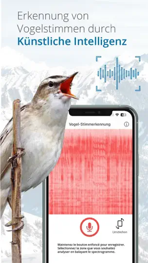 Vogelführer Birdlife Schweiz iPhone-skjermbilde 3