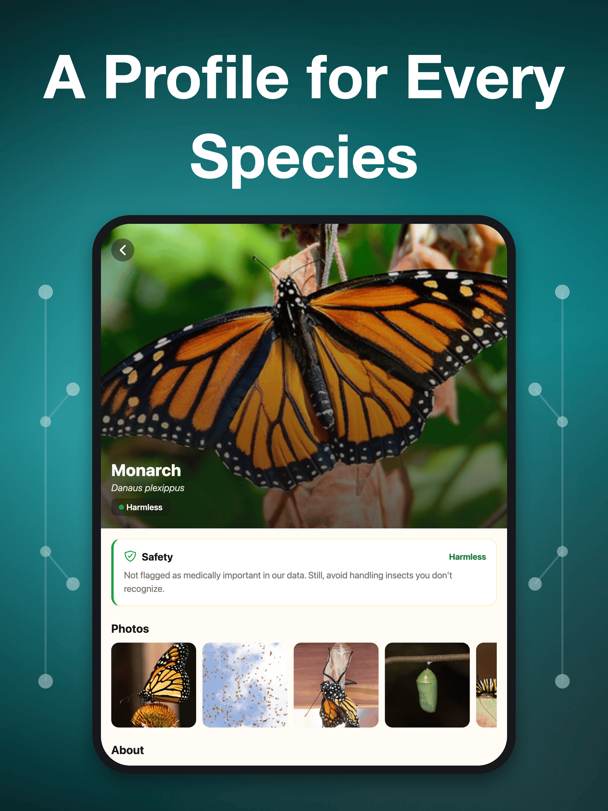 Bug Identifier・Insect ID screenshot 6