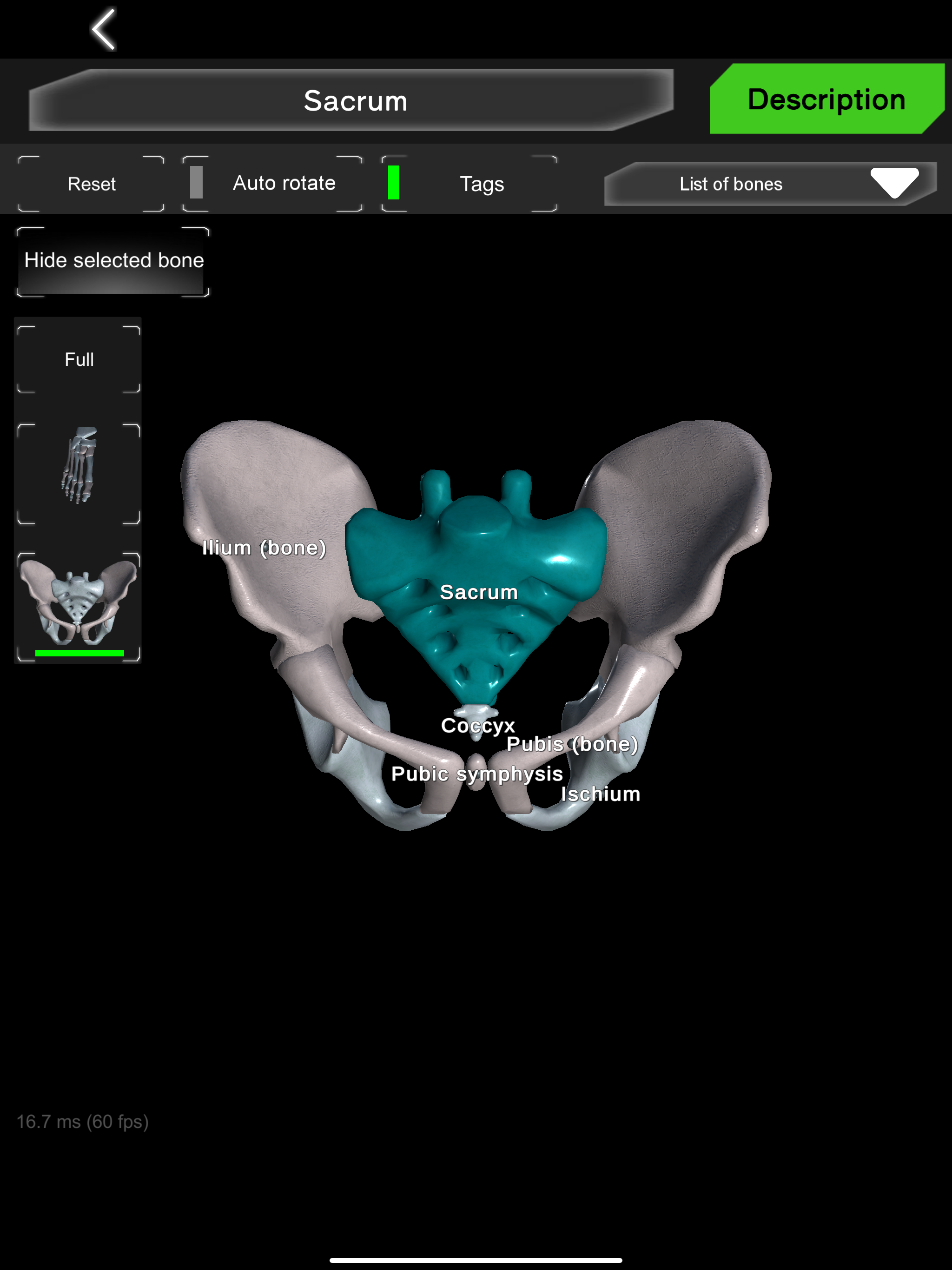 Bones 3D (Anatomy) screenshot 9