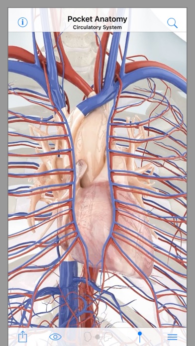 Pocket Anatomy Screenshot