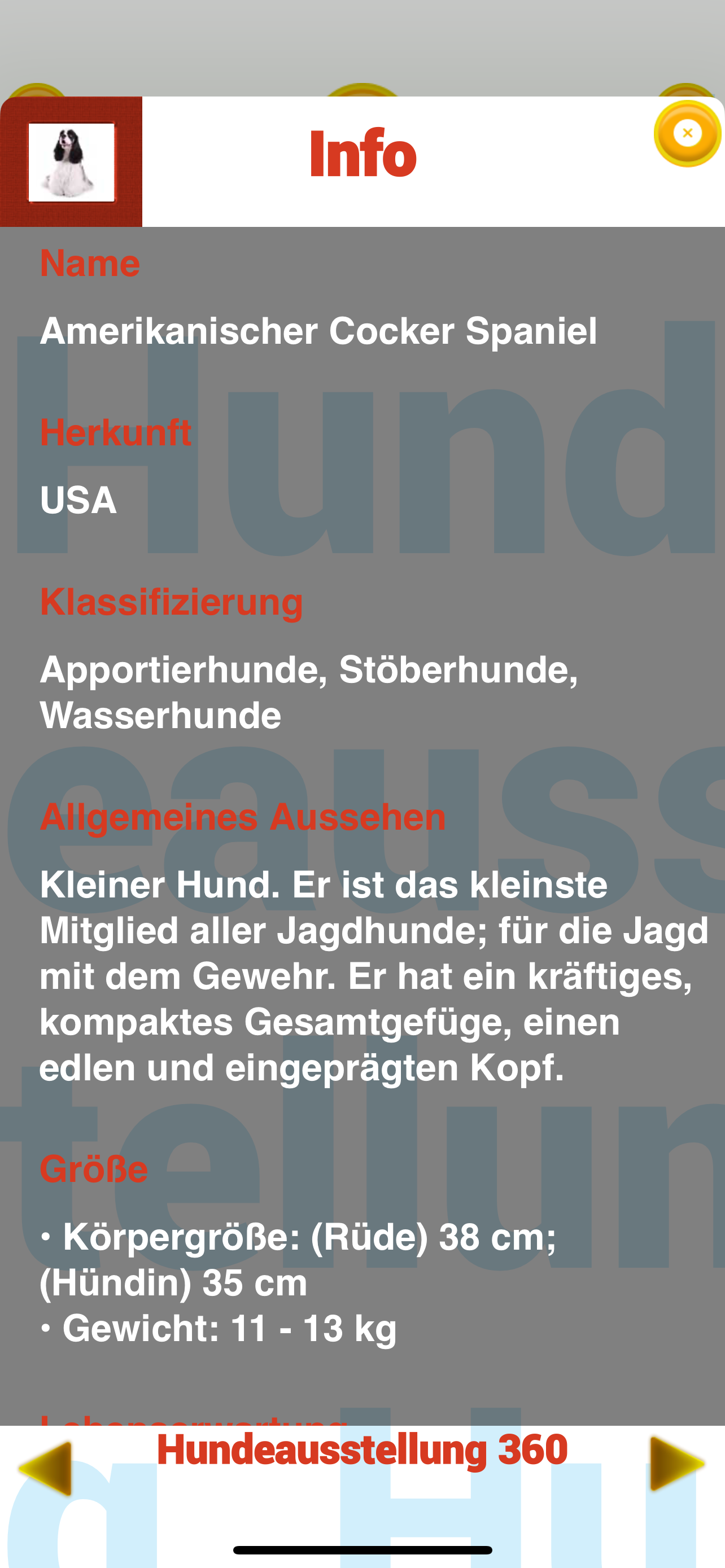 Hundeausstellung 360
